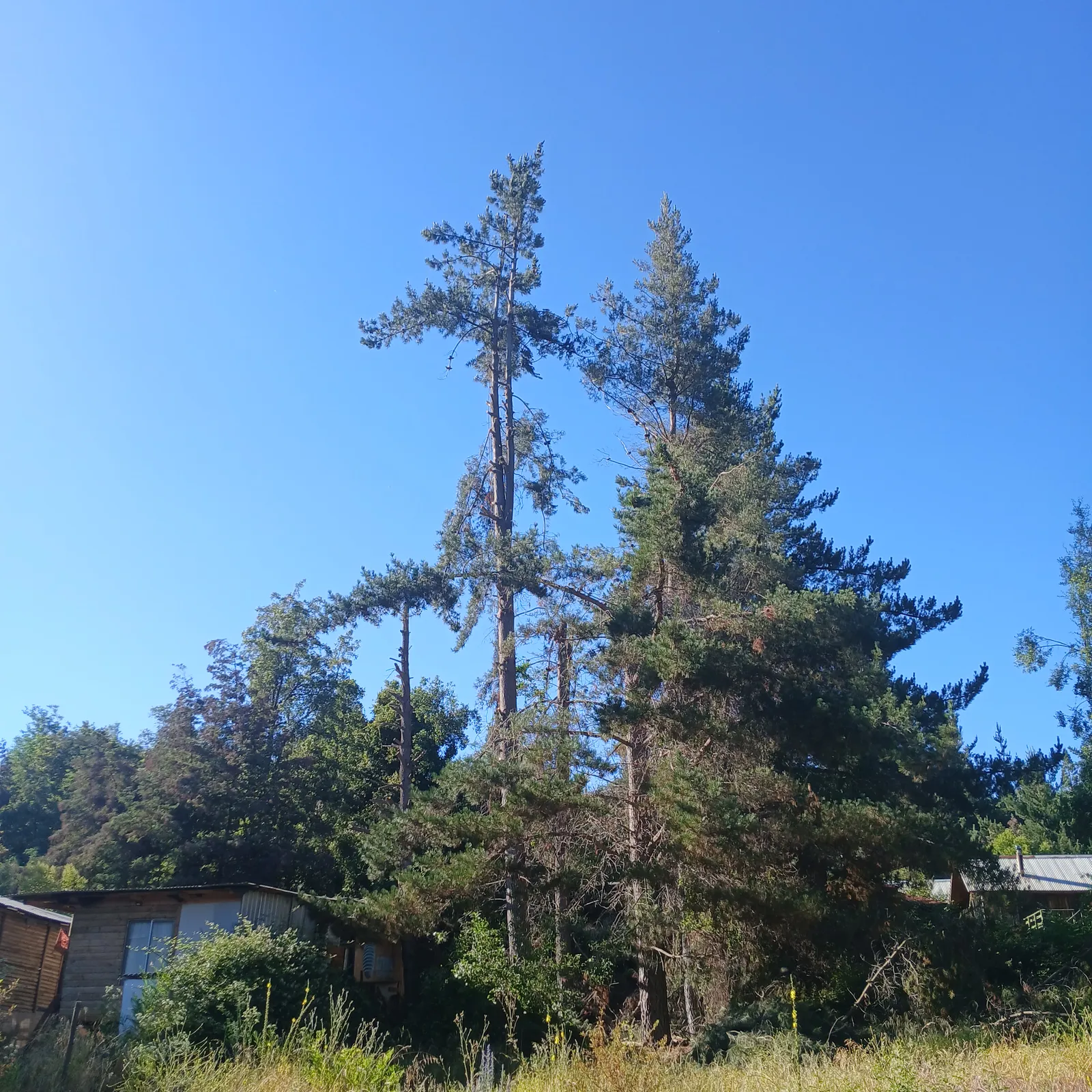 Pinos de gran altura antes de la poda