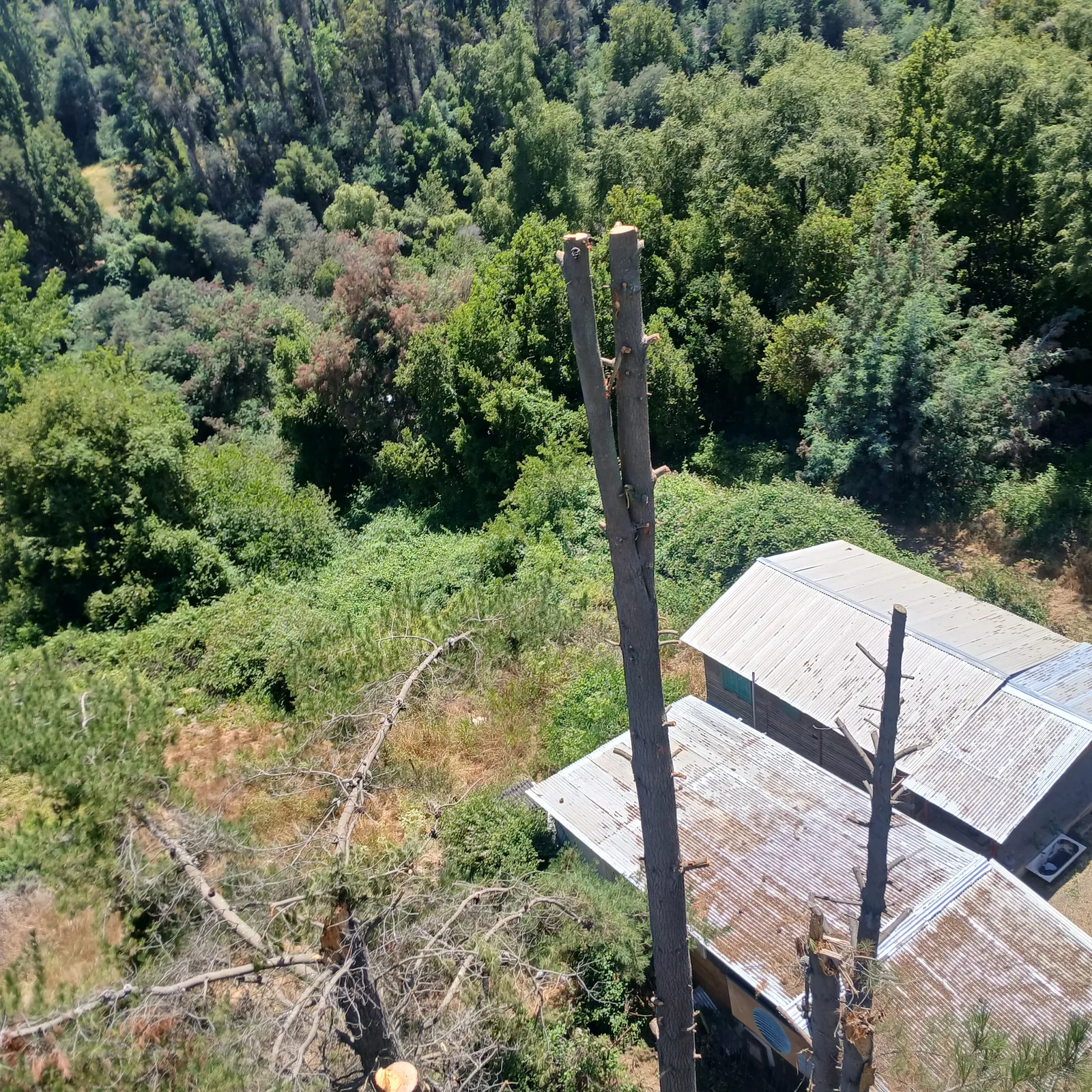 Vista desde la copa de un árbol recién podado sobre el bosque